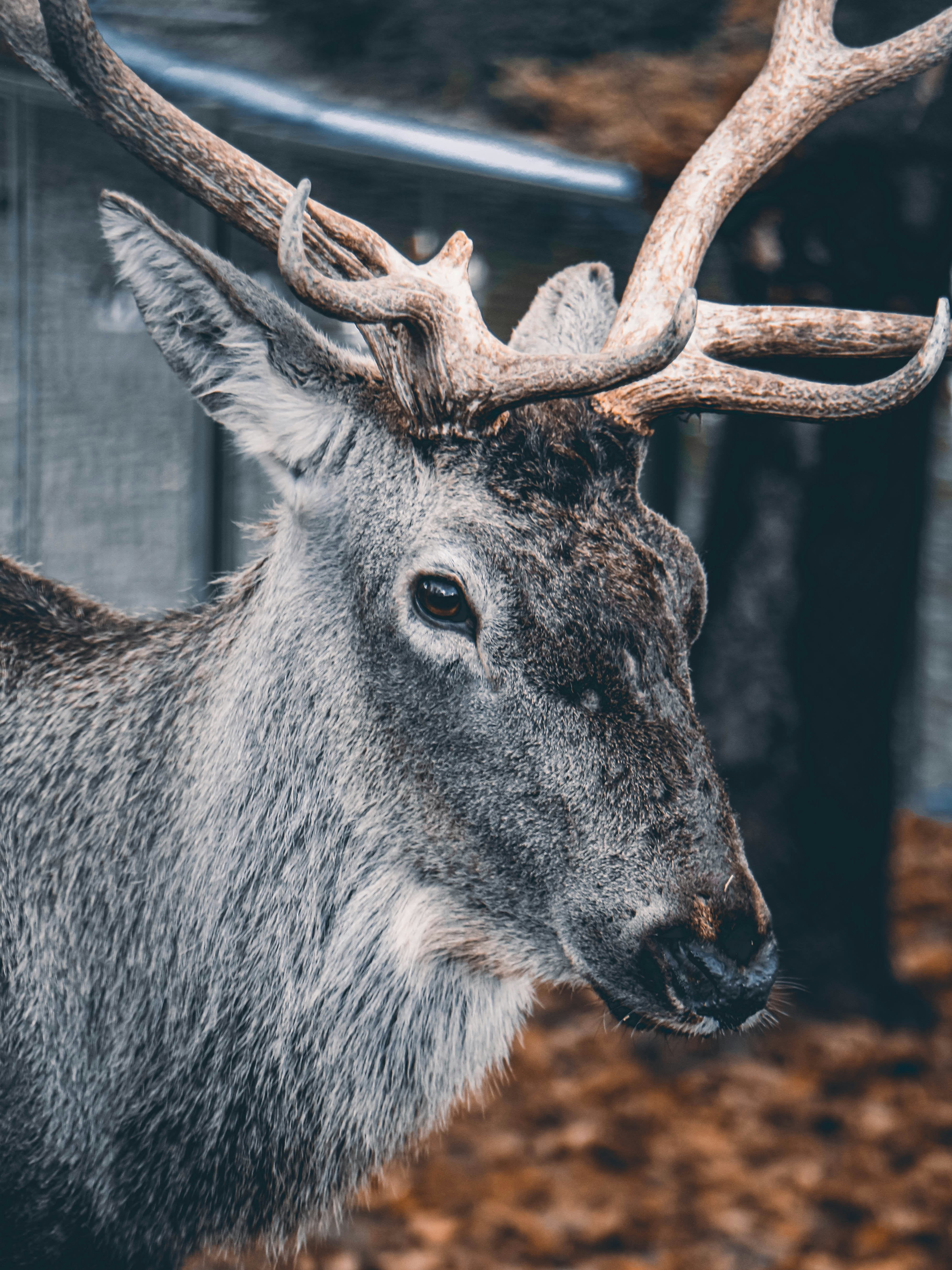 black and white animal with horn